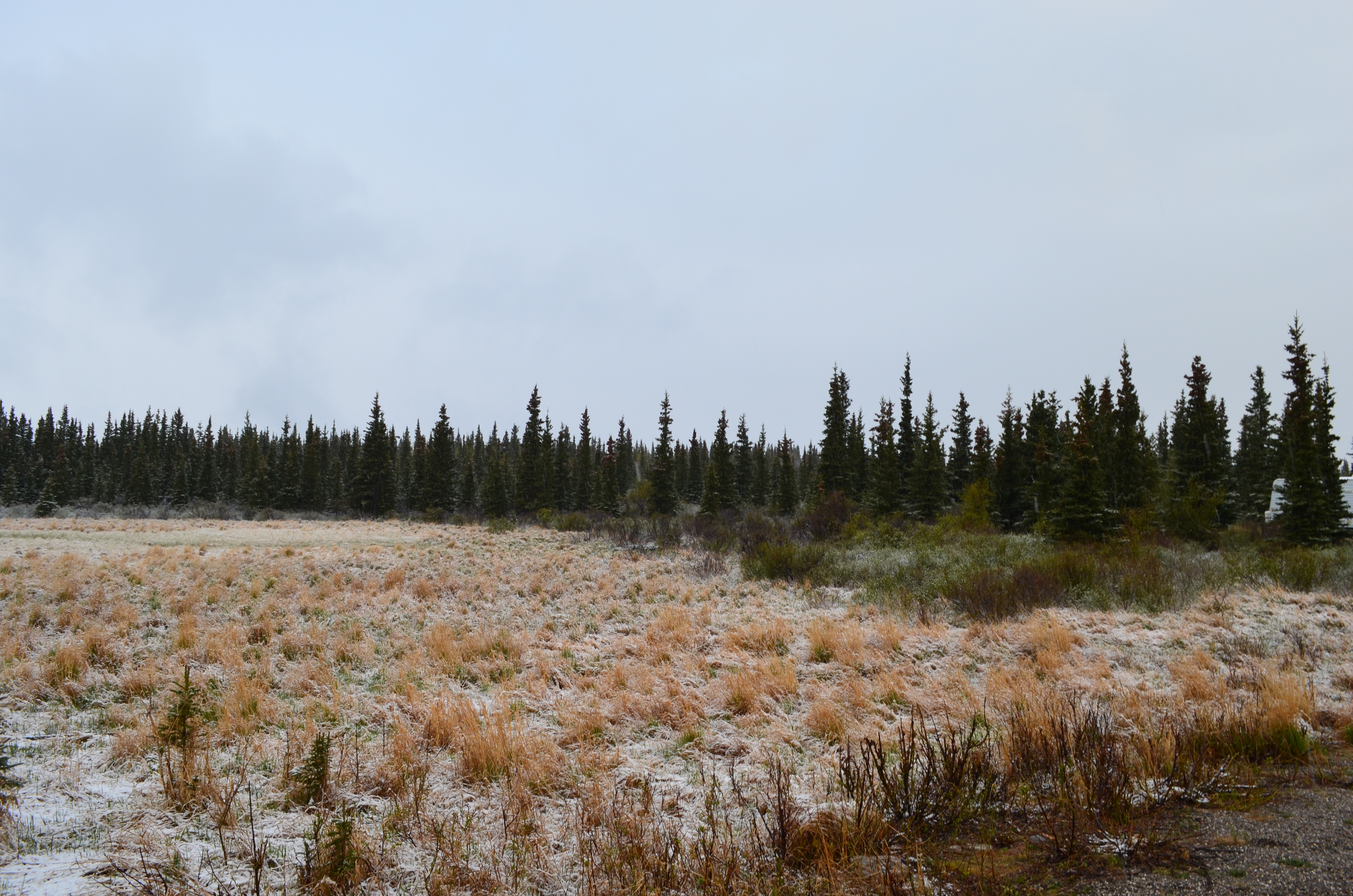 ./2017/08 - Alaska Cruise/03 - Denali/DSC_0186.JPG
